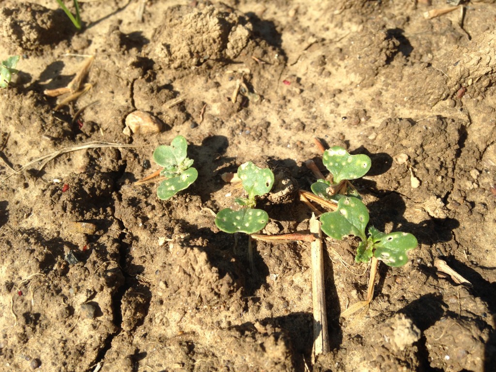 Tiny turnip greens get riddled with flea beetle holes as soon as they emerge from the ground