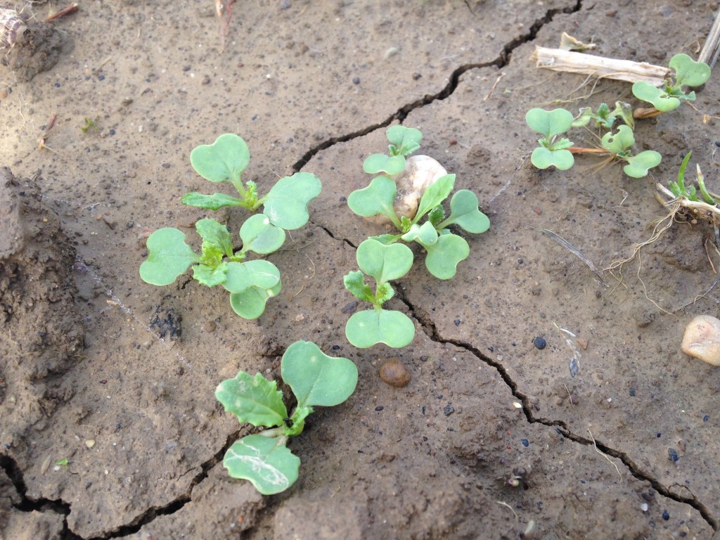 These are turnip greens planted on the same date, but under the protection of fabric row cover, they stay relatively free from flea beetle holes
