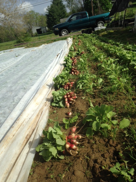 Picking french breakfast radishes for my first farmers market!