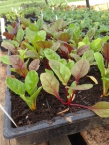  ​Here's what baby chard looks like while it's living in the greenhouse, waiting to be transplanted out to the field.