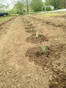 brussels sprouts transplants