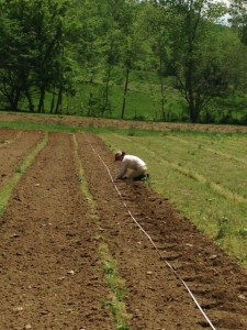 squash transplanting