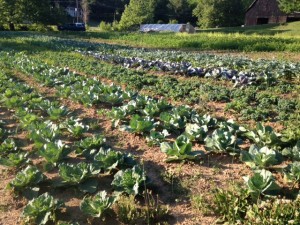 ​The brassica patch - full of cabbages, kale, collards, broccoli, cauliflower and more.  Some will get eaten by humans, some will get eaten by insects.