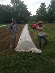 Chris and Lisa show off the fabric-covered hoops over the eggplants.  This helps keep eggplant flea beetles off of the plants and gives the eggplants room to grow under the hoops.