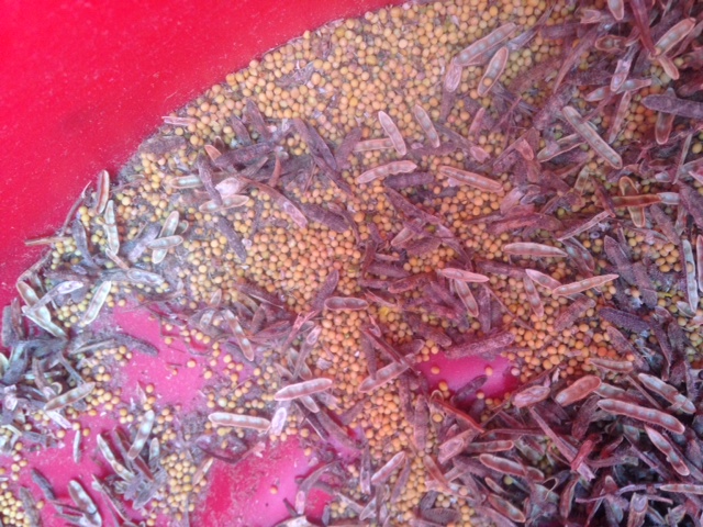 ​Mustard seed and shattered seed pods in the bottom of the garbage can