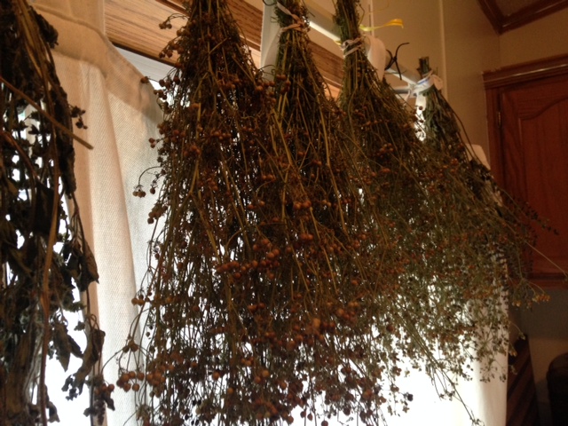 Herbs drying in the kitchen