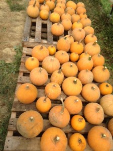 Pie pumpkins curing up off the ground on pallets in our hoophouse.