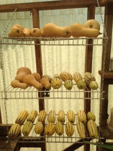 Butternut and delicata squash curing on wire racks in the greenhouse