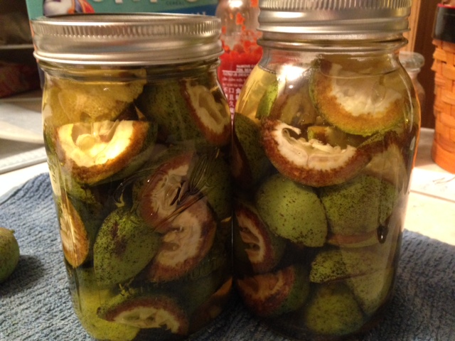 ​This is what the walnuts looked like right after the vodka was added to the jars...