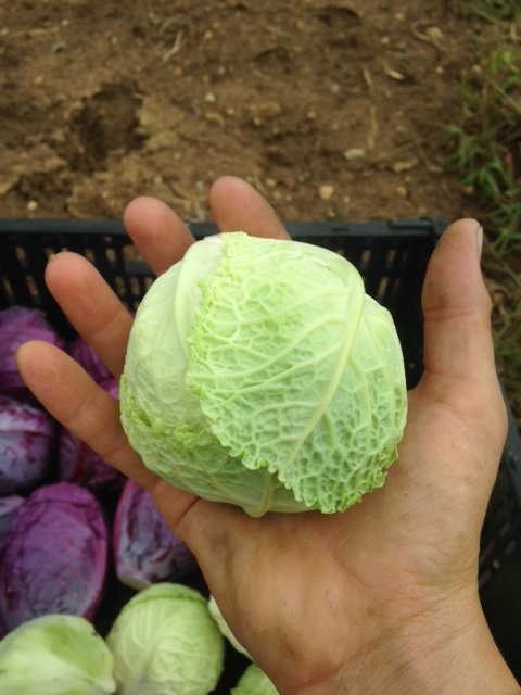 Juicy and sweet little single-sized baby cabbages were a hit at the market this year.