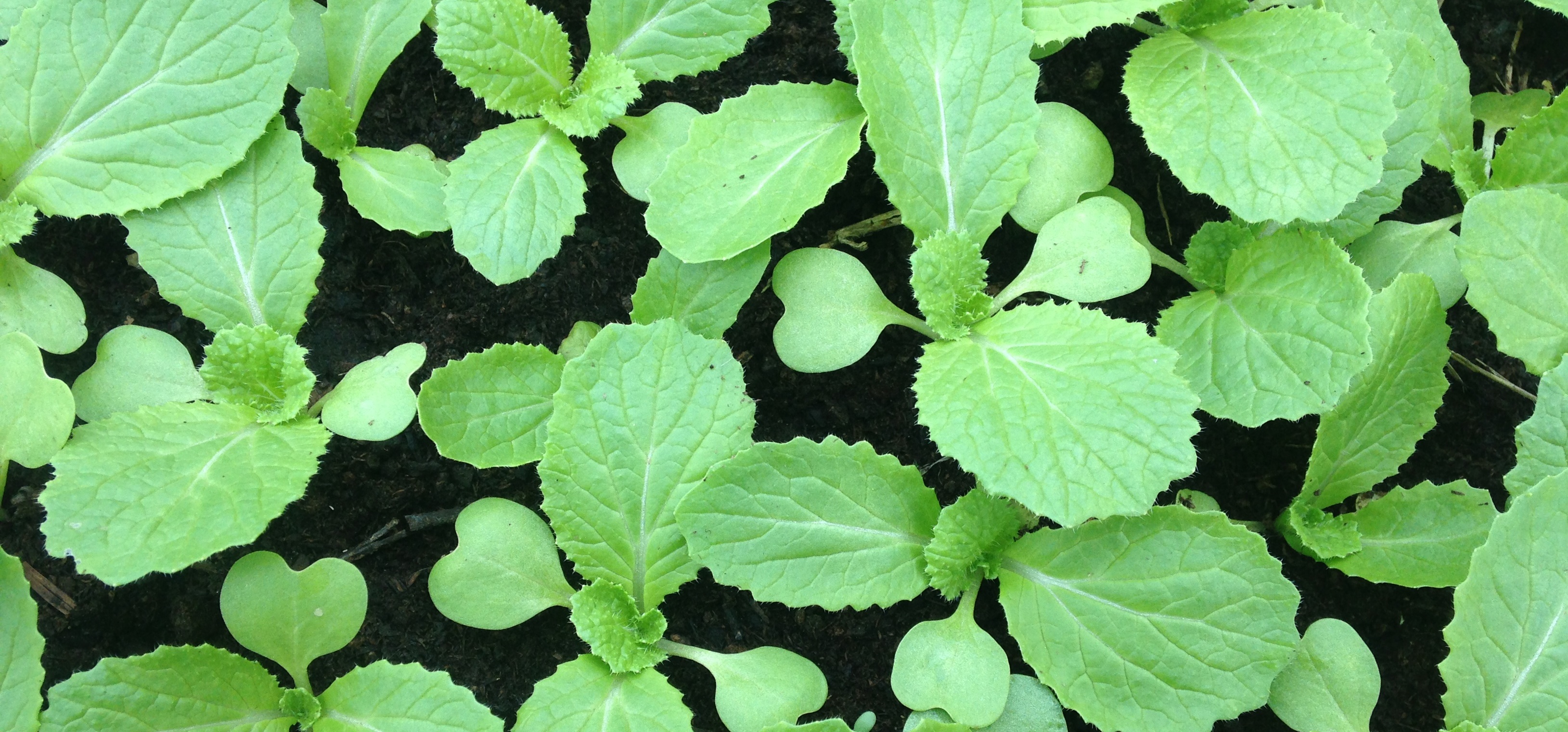 napa cabbage