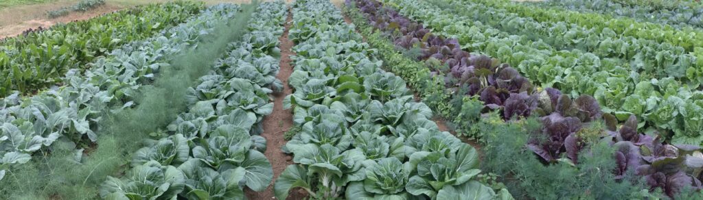 Dark Wood Farm fall crops